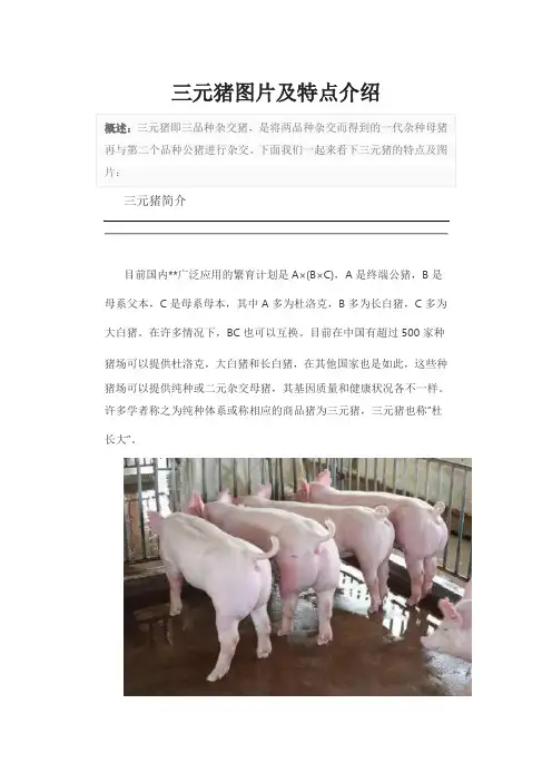 三元猪图片及特点介绍