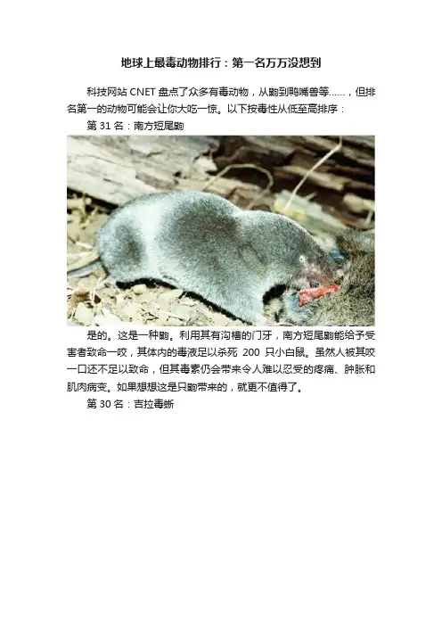 地球上最毒动物排行：第一名万万没想到
