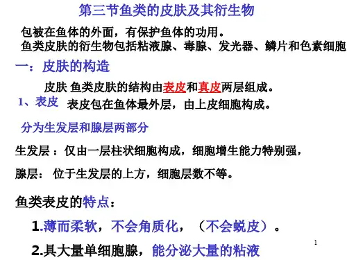 鱼类的皮肤及其衍生物PPT课件