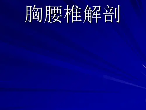 胸腰椎解剖课件