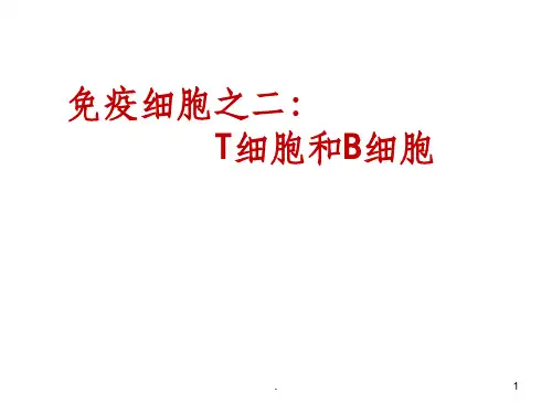 T淋巴细胞和B淋巴细胞
