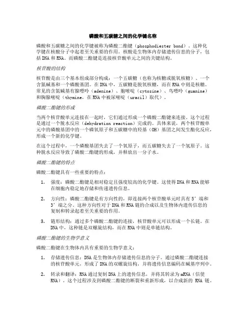 磷酸和五碳糖之间的化学键名称