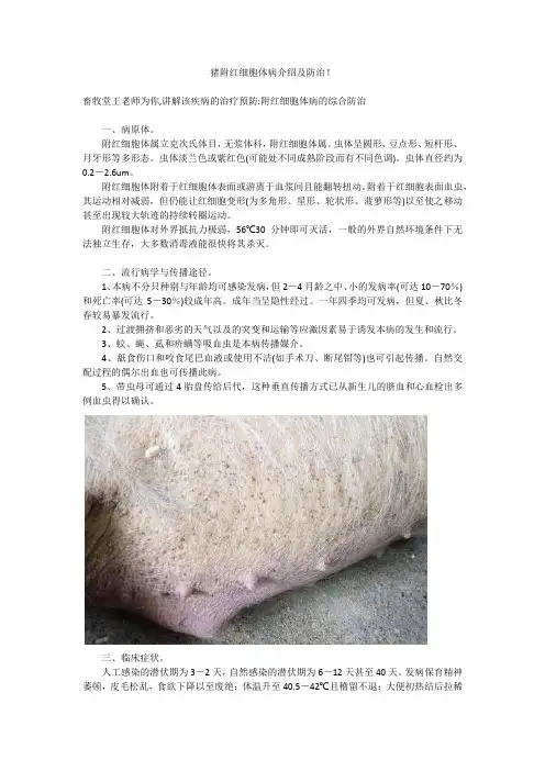 猪附红细胞体病介绍及防治!