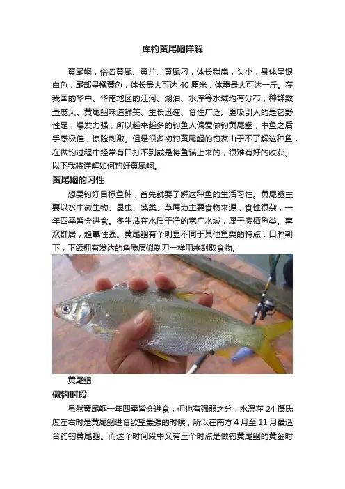 库钓黄尾鲴详解