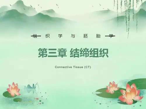 组织胚胎学课件-结缔组织
