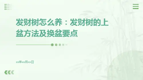 发财树怎么养：发财树的上盆方法及换盆要点
