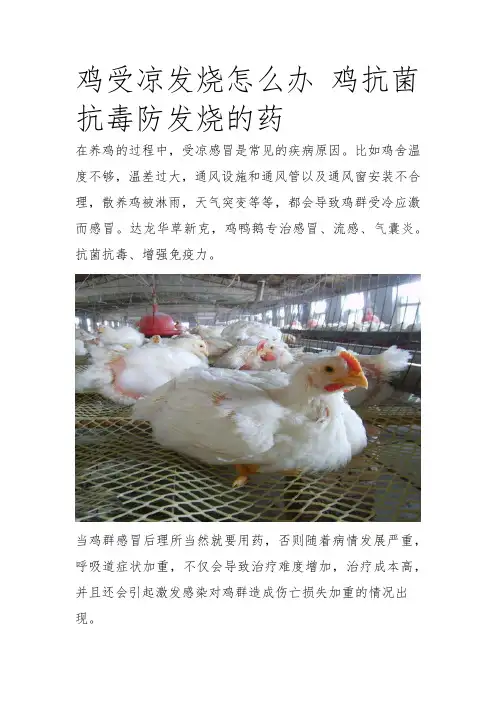 鸡咳嗽、流鼻涕 (1)