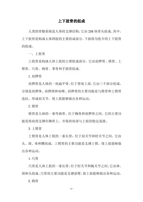 上下肢骨的组成