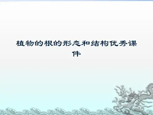 植物的根的形态和结构优秀课件