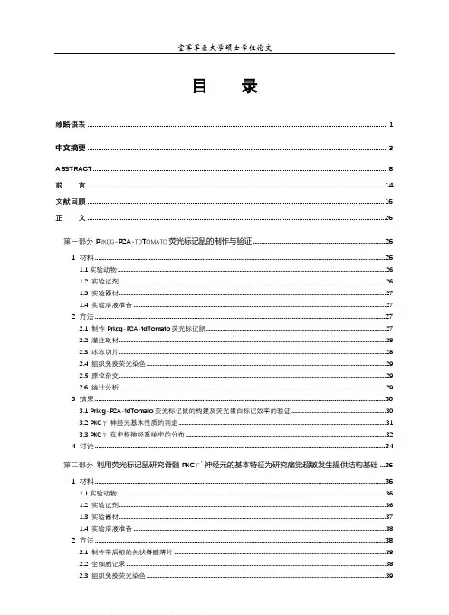 PKCγ中间神经元在脊髓痛觉超敏闸门回路中的关键作用