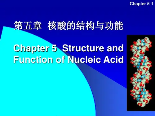 生物化学4 nucleic acid  核酸化学