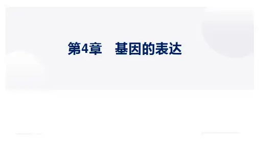 第4章基因的表达(复习课件)-高一生物下学期期中期末考点大串讲(人教版2019必修2)