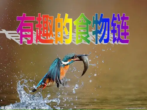 【苏教版】-科学《有趣的食物链》PPT-教学课件1