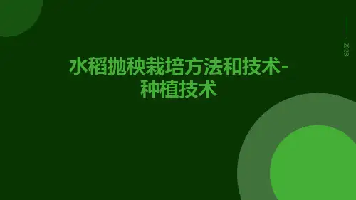 水稻抛秧栽培方法和技术-种植技术