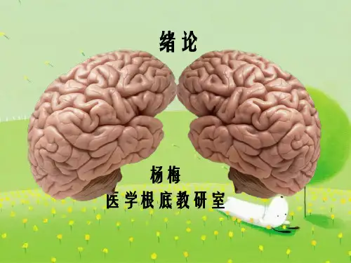 解剖学基础绪论幻灯片PPT