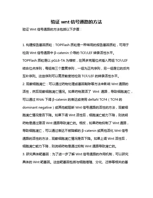 验证wnt信号通路的方法