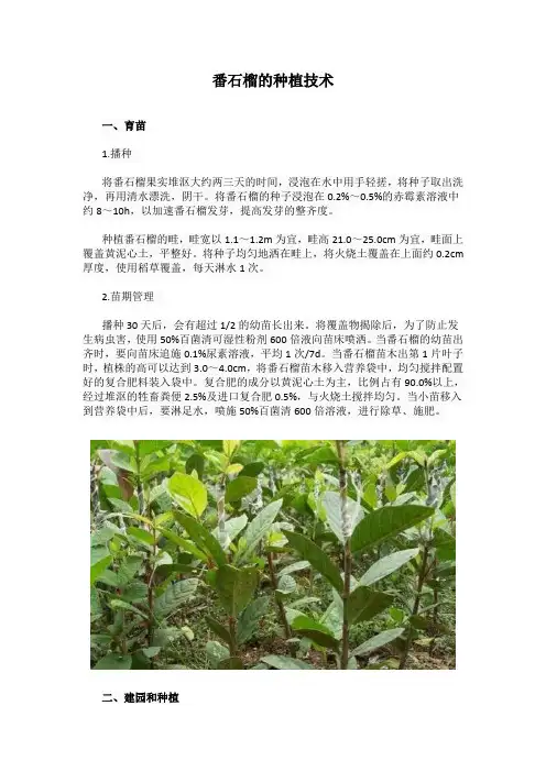 番石榴的种植技术