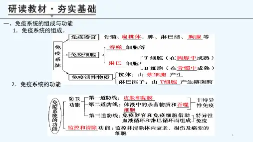 免疫调节一轮知识点课件