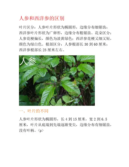 人参和西洋参的区别