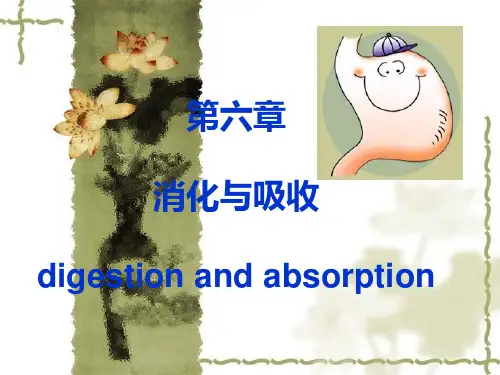 生理学第六章 消化 PPT课件