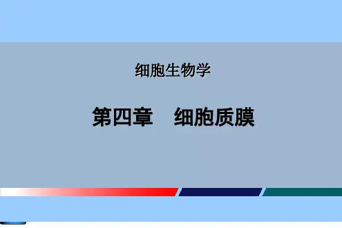 第4章 细胞质膜