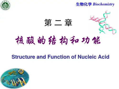 《生物化学》核酸的结构与功能