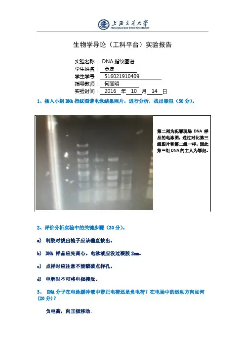 DNA指纹图谱实验报告
