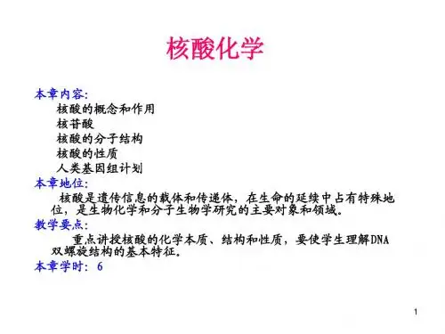 生物化学-核酸