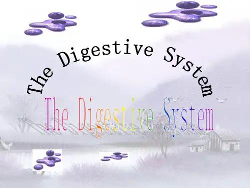 双语医学课件2-消化系统The Digestive System