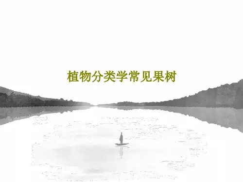 植物分类学常见果树22页PPT