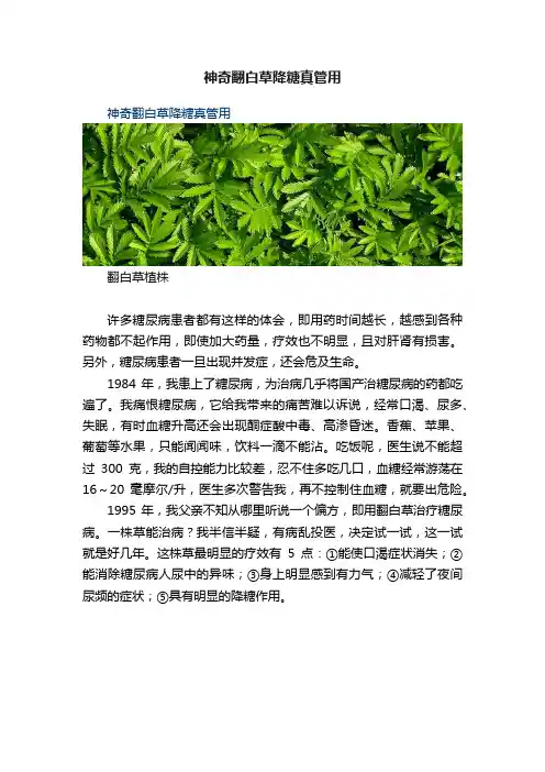 神奇翻白草降糖真管用