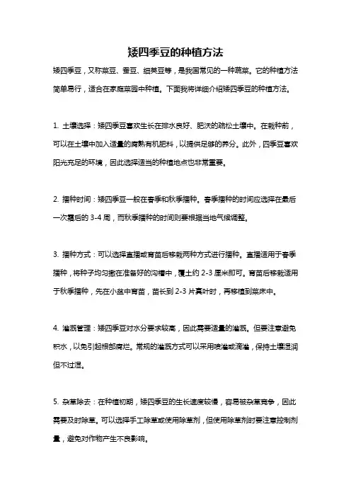 矮四季豆的种植方法