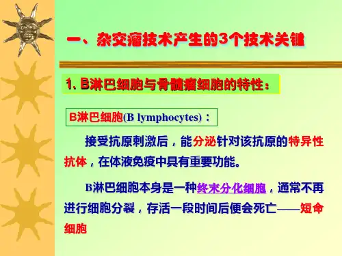 杂交瘤技术实验原理及其操作演示