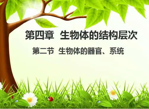 4-2  生物体的器官 系统  课件-2022-2023学年北师大版生物七年级上册