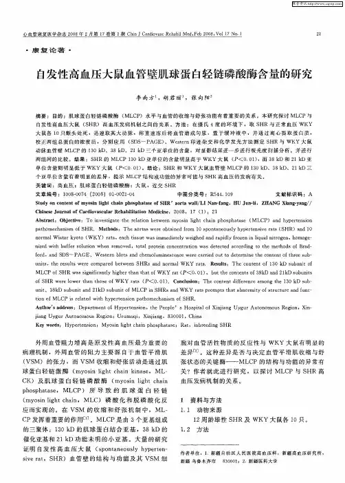 自发性高血压大鼠血管壁肌球蛋白轻链磷酸酶含量的研究
