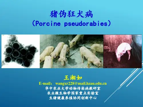 (动物传染病学)猪伪狂犬病