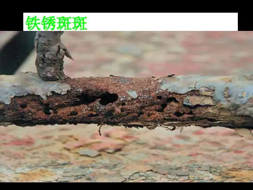 金属的腐蚀与防护2.ppt