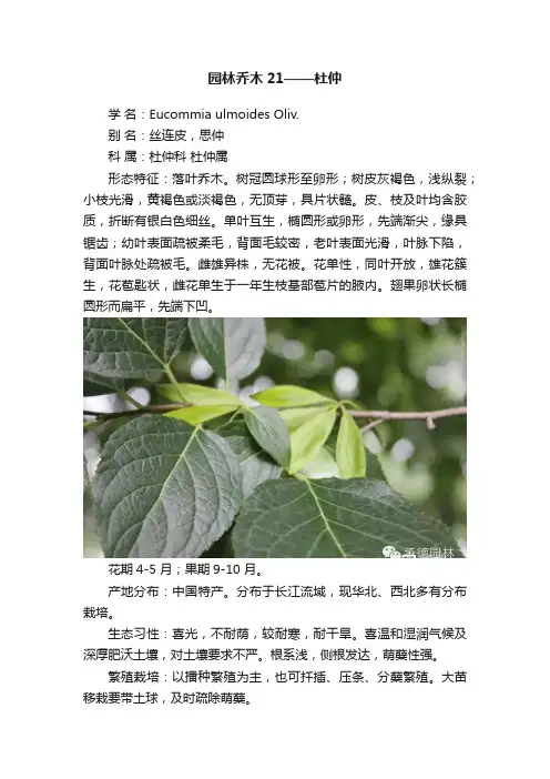 园林乔木21——杜仲