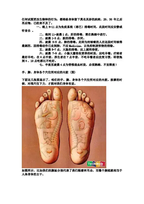 手、脚、身体各个穴位所对应的内脏