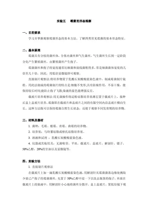 霉菌的形态观察