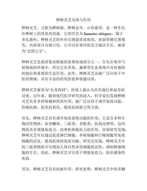桦树灵芝功效与作用