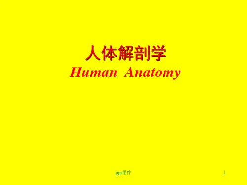 《人体解剖学》绪论  ppt课件
