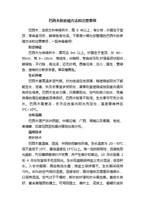 巴西木的养殖方法和注意事项