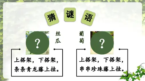 统编版语文四年级上册10 爬山虎的脚(课件)