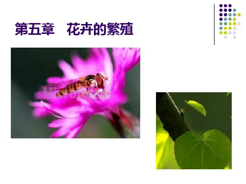 花卉的繁殖(1)
