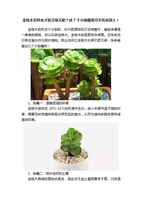 金钱木怎样养才能又绿又肥？这7个小秘籍我可不告诉别人！