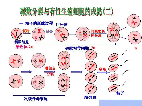 一精子的形成过程-精选文档28页