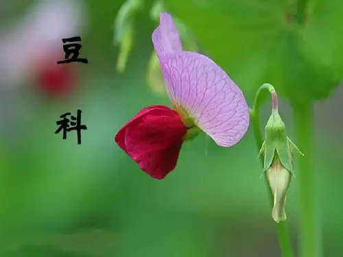 12 豆科