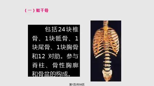 运动系统躯干骨及其连接PPT课件