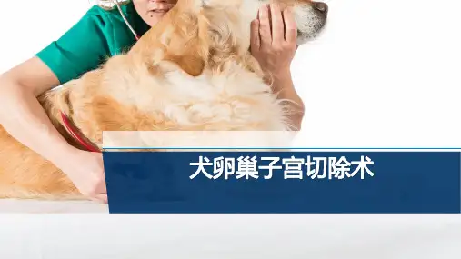 【宠物外产科病课件】犬卵巢子宫摘除术